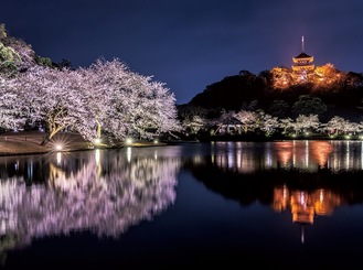【2024年3月22日～4月2日】横浜市中区・三渓園で桜のライトアップ