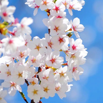 【３月23日】知る人ぞ知る桜の名所「まつもと滝桜お花見会」開催＠中井町
