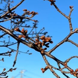 秦野・おかめ桜の定点観測2025