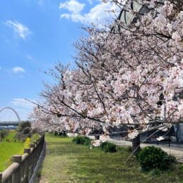【3月30日開催】茅ヶ崎の桜の名所・湘南夢わくわく公園でさくら祭りを開催