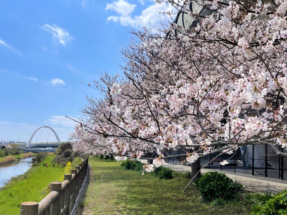 【3月30日開催】茅ヶ崎の桜の名所・湘南夢わくわく公園でさくら祭りを開催