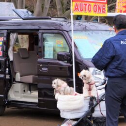【イベントレポ】愛犬と暮らしたい街・茅ヶ崎の中央公園で開催された”ちがさきキャンピングカーフェス2024春”をレポートします
