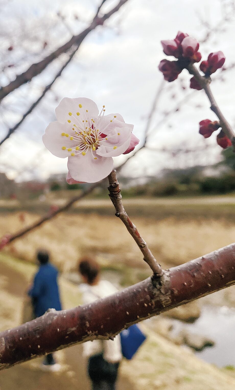 八王子市の浅川沿いに梅開くー南浅川緑地で春の訪れ