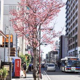 〈小田原銀座通り商店会〉通り沿いのおかめ桜が咲き始め　一足早く春を楽しんで！