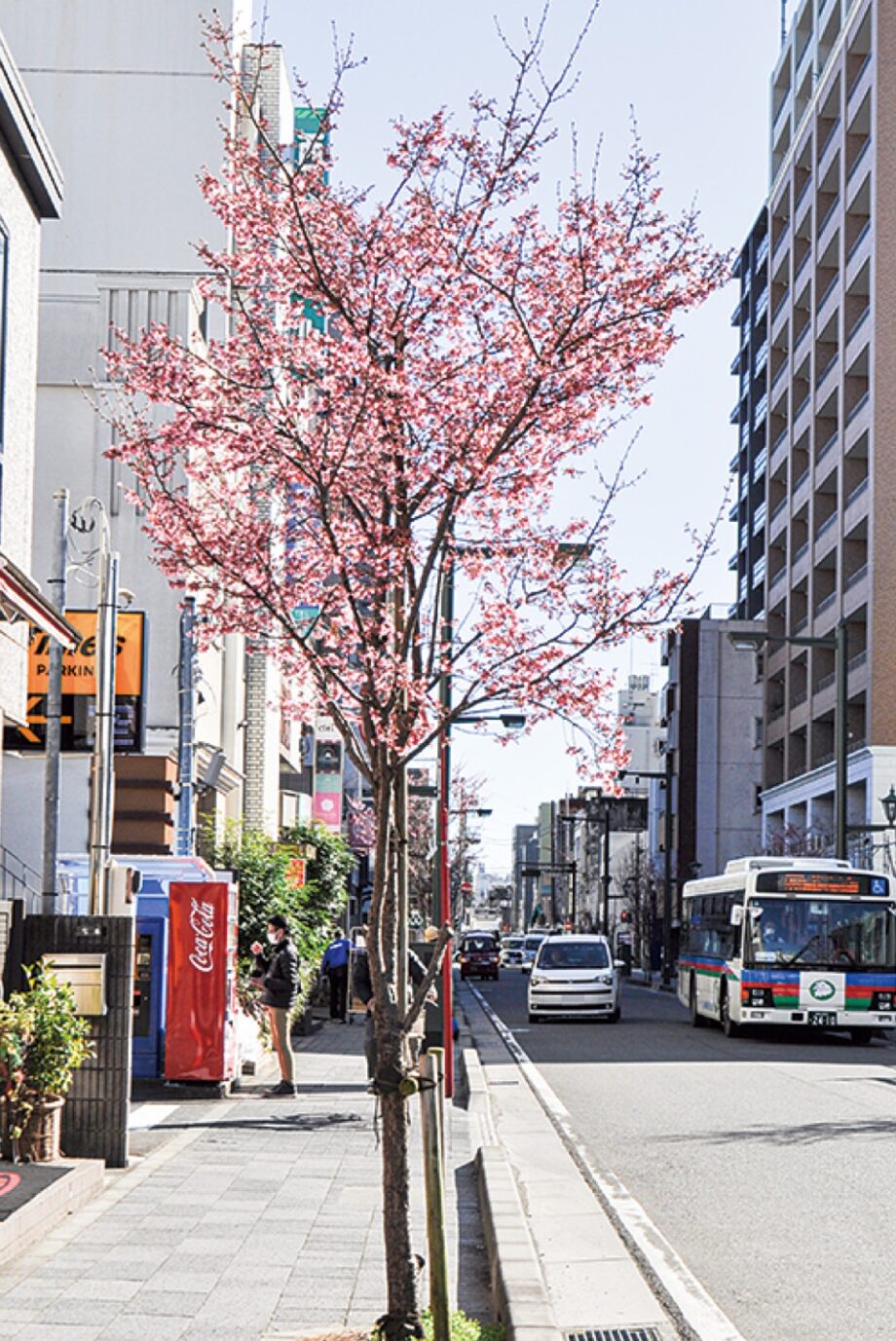 〈小田原銀座通り商店会〉通り沿いのおかめ桜が咲き始め　一足早く春を楽しんで！