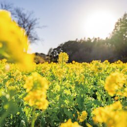｢菜の花まつり」3月16日  追分・矢指市民の森 一面の黄色い絨毯 ＜横浜市旭区＞