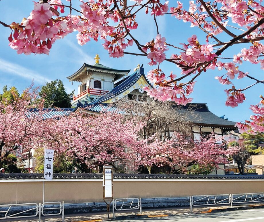 2024年・八王子市台町の信松院で河津桜が春告げるー日没後のライトアップも