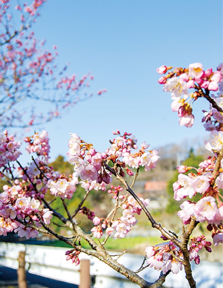 【秦野でお散歩・3月】寺山の「春めき桜」