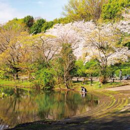 【横浜市都筑区】 3月31日 都筑をガイドする会 「ニュータウンの桜を鑑賞しよう！」申込先着順