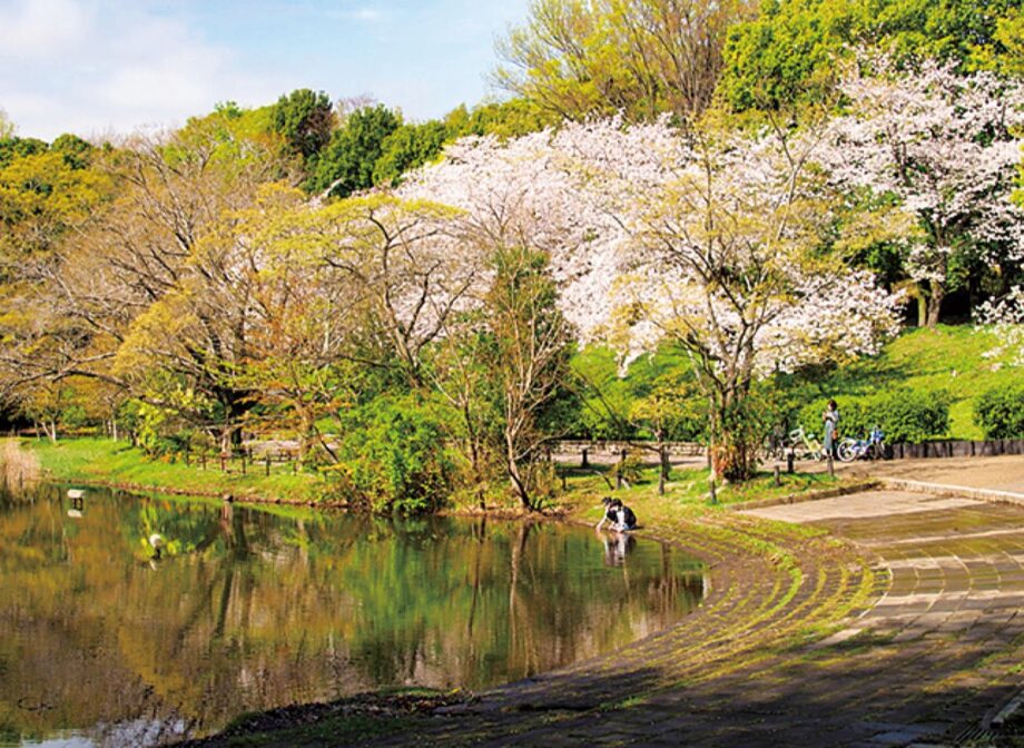 【横浜市都筑区】 3月31日 都筑をガイドする会 「ニュータウンの桜を鑑賞しよう！」申込先着順