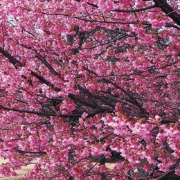 多摩市乞田・貝取ふれあい広場で河津桜が満開