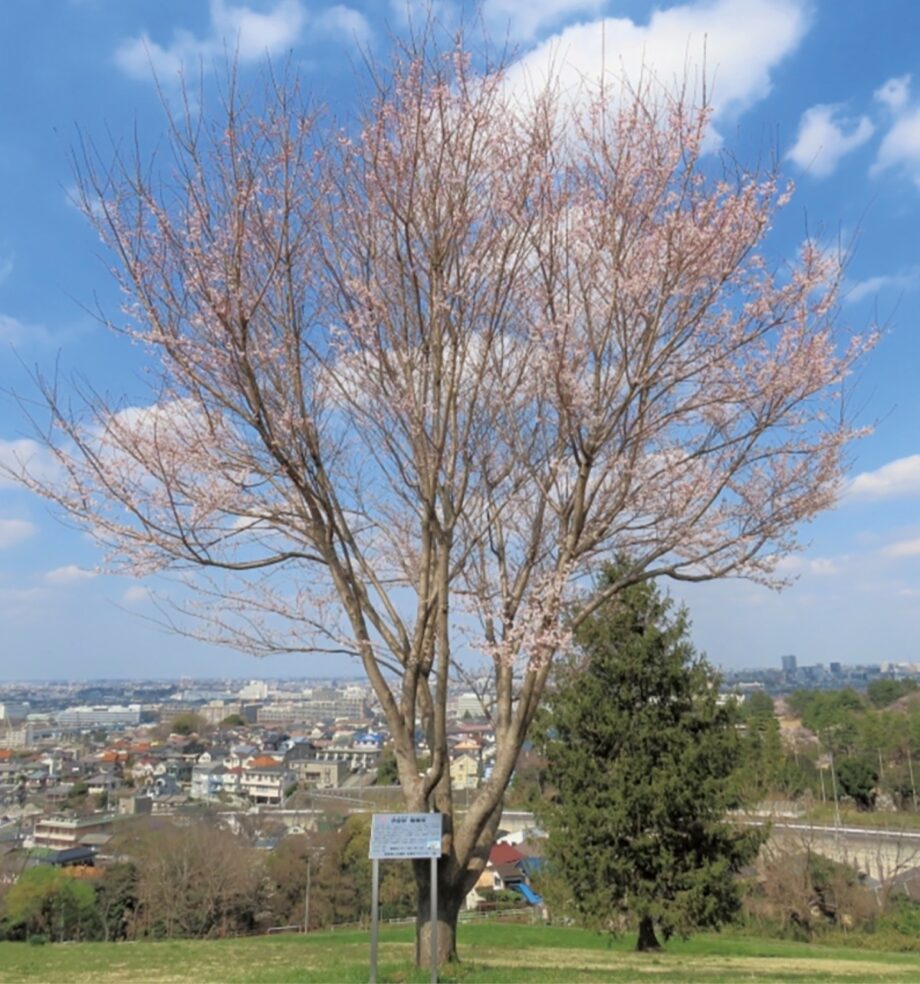 東京都立桜ヶ丘公園に植樹された「宇宙桜」（そらざくら）がまもなく開花を迎える