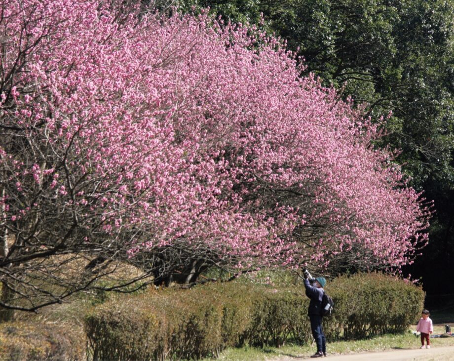 【横浜市緑区】ハナモモの花が見頃@県立四季の森公園