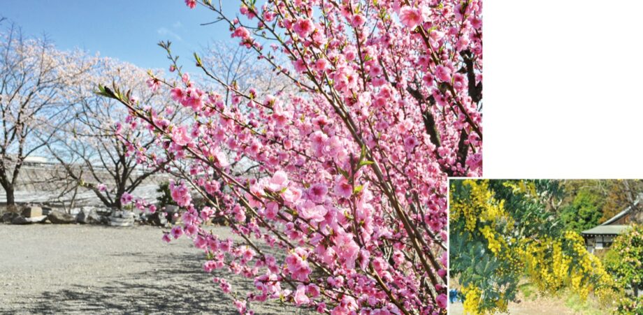 〈横浜市港北区〉西方寺 桃と桜の共演見ごろ 大綱橋そばの菜の花も満開