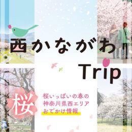 ＜読プレ付き＞桜いっぱいの春の神奈川県西エリア！おでかけ情報2025～桜  西かながわTrip～