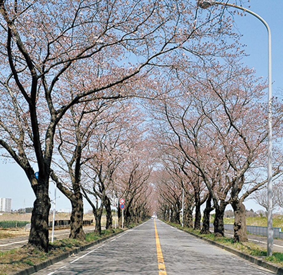 【申込不要・ウオークイベント】「瀬谷の桜を楽しもう」およそ７Kmのコース＠横浜市瀬谷区　