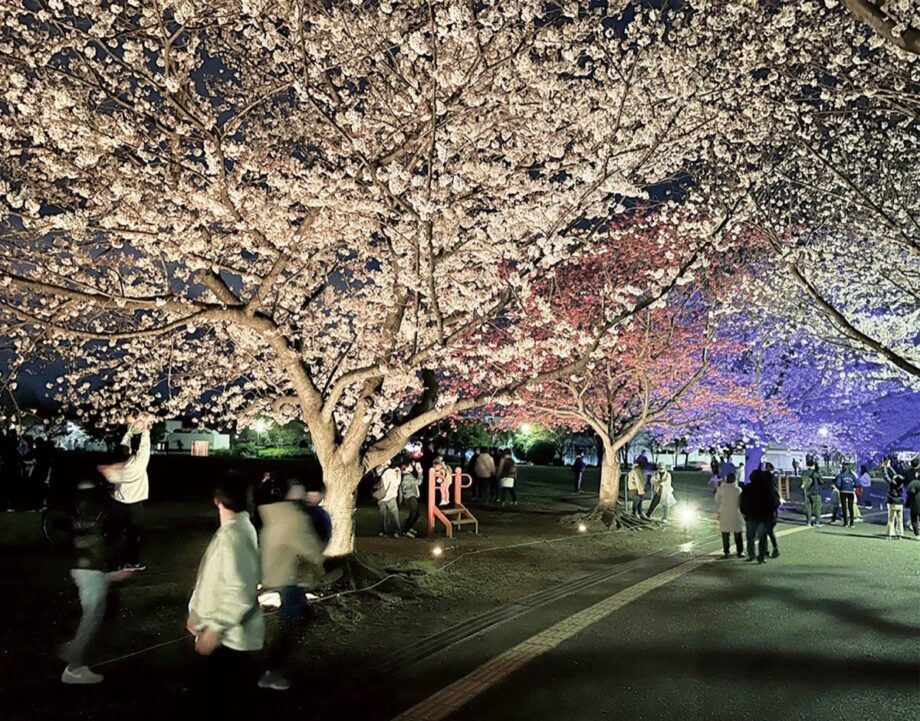 さむかわ桜まつり　約70本の夜桜がライトアップ ＜2024年３月30日開催＞