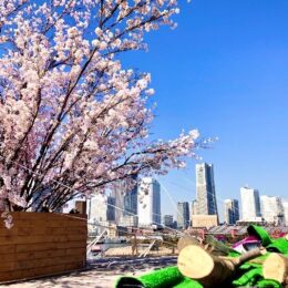 横浜の春を彩る「大さん橋さくら祭り」海と桜と横浜の街並みの共演（４月７日まで）
