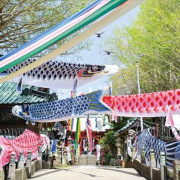 三﨑・海南神社で春かぜそよそよ～カラフルこいのぼりが悠々と5/6まで泳ぐ～