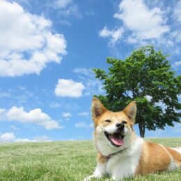 ＜川崎市宮前区＞県立東高根森林公園で愛犬と楽しもう【５月12日】犬のおやつ屋さんやキッチンカーも
