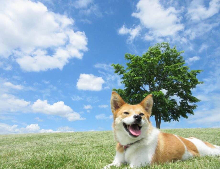 ＜川崎市宮前区＞県立東高根森林公園で愛犬と楽しもう【５月12日】犬のおやつ屋さんやキッチンカーも
