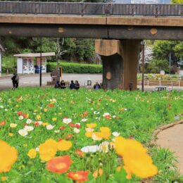 川崎市多摩区の緑化センターで「ヒスイカズラ」が開花～2023年３月が 