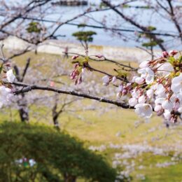 横須賀市走水水源地公園の150本を超える桜～遅咲きも2024年4月第1週末には満開か～