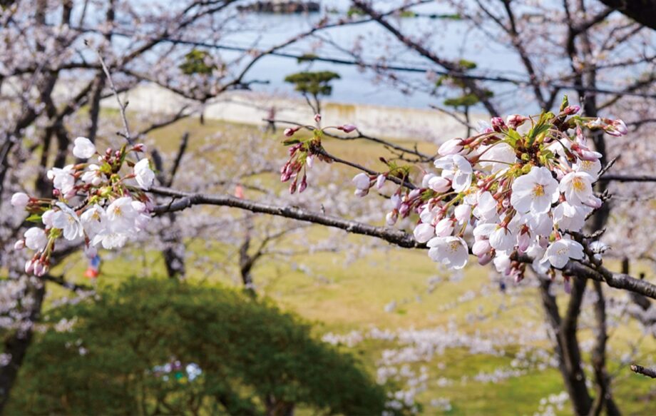 横須賀市走水水源地公園の150本を超える桜～遅咲きも2024年4月第1週末には満開か～