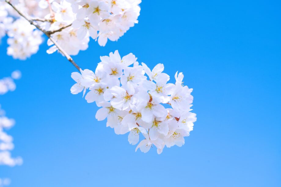 4月14日開催　綾瀬市文化会館で「桜まつり」 催し多数