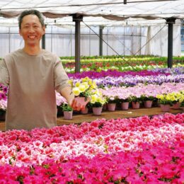 吉川農園の発色の良い13色の春の花「ペチュニア」が最盛期＠平塚市 あさつゆ広場