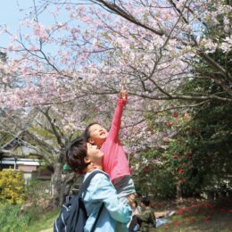 「やっと会えたね」鎌倉・葛原岡神社のソメイヨシノが見頃＠源氏山公園隣接
