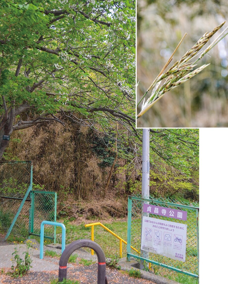 横須賀市池田町・貞昌寺公園”竹に120年ぶり花が咲く”数カ月で枯死、再生は…