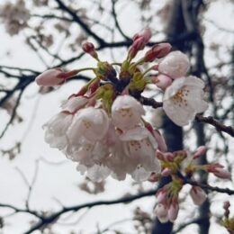 小田原寿町郵便局（60周年）が桜の風景印 – 神奈川・東京多摩のご近所