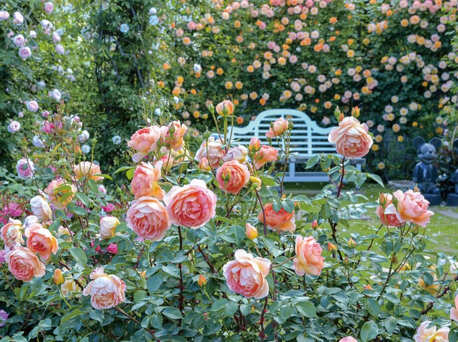 【参加者募集・要事前申込】美しいバラが咲き誇る「ファミリーローズガーデン」１日限定で招待者に開放