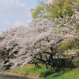 小田原寿町郵便局（60周年）が桜の風景印 – 神奈川・東京多摩のご近所