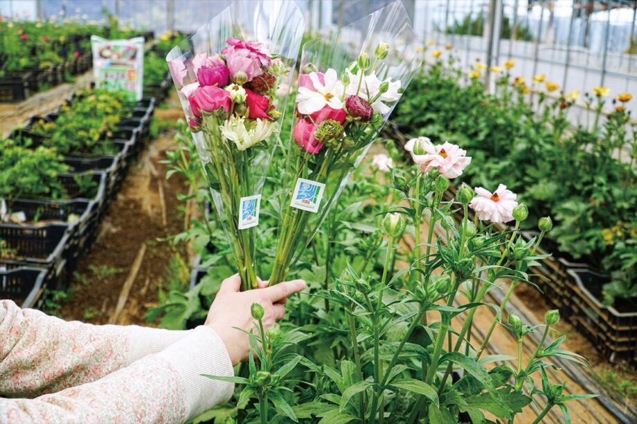 愛川町で4月末まで 季節の花ラナンキュラス販売