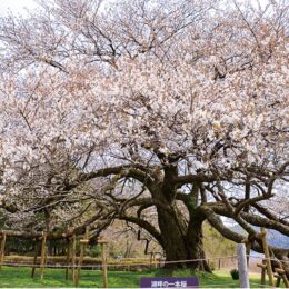 箱根・芦ノ湖、春の風物詩「湖畔の一本桜」が満開！4 月３０日まで「桜フェア」開催中