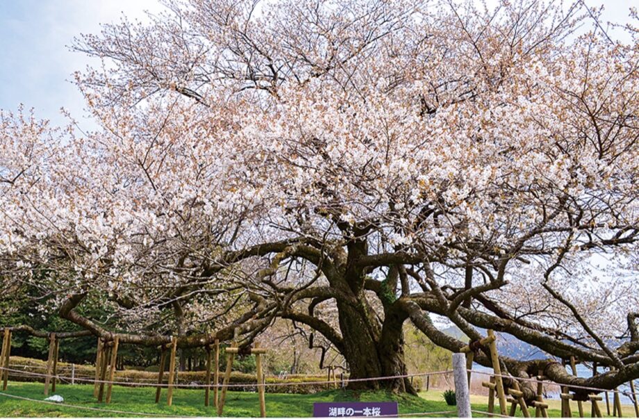 箱根・芦ノ湖、春の風物詩「湖畔の一本桜」が満開！4 月３０日まで「桜フェア」開催中