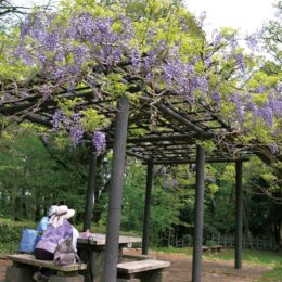 色は紫 香り漂う片倉城跡公園のフジ　例年５月中旬以降に菖蒲田でハナショウブやアヤメが見頃を迎える【八王子市】