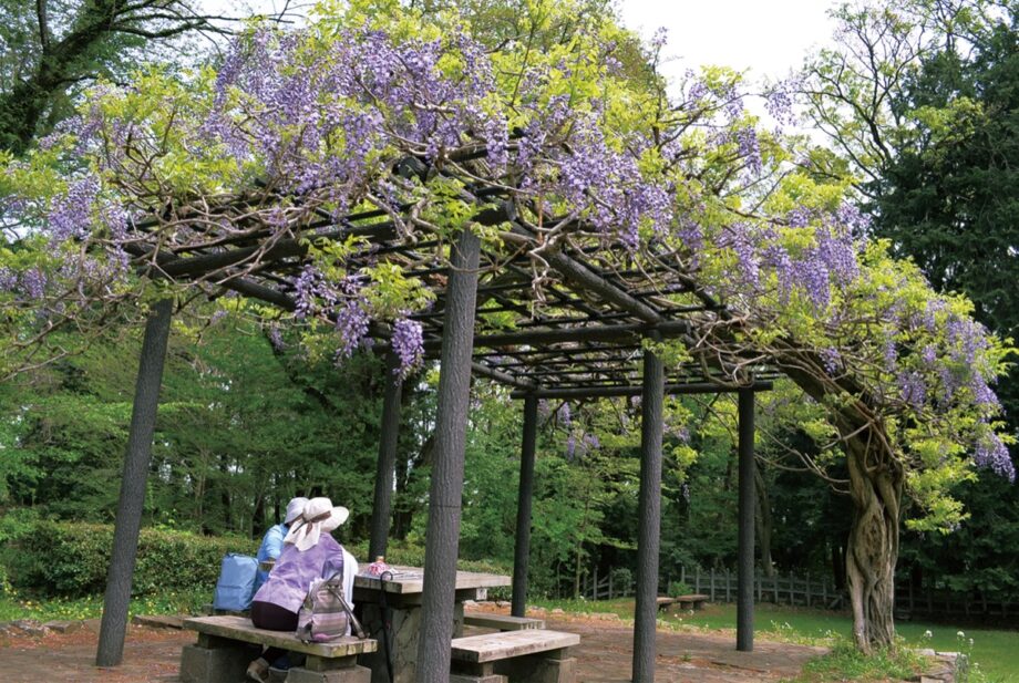 色は紫 香り漂う片倉城跡公園のフジ　例年５月中旬以降に菖蒲田でハナショウブやアヤメが見頃を迎える【八王子市】