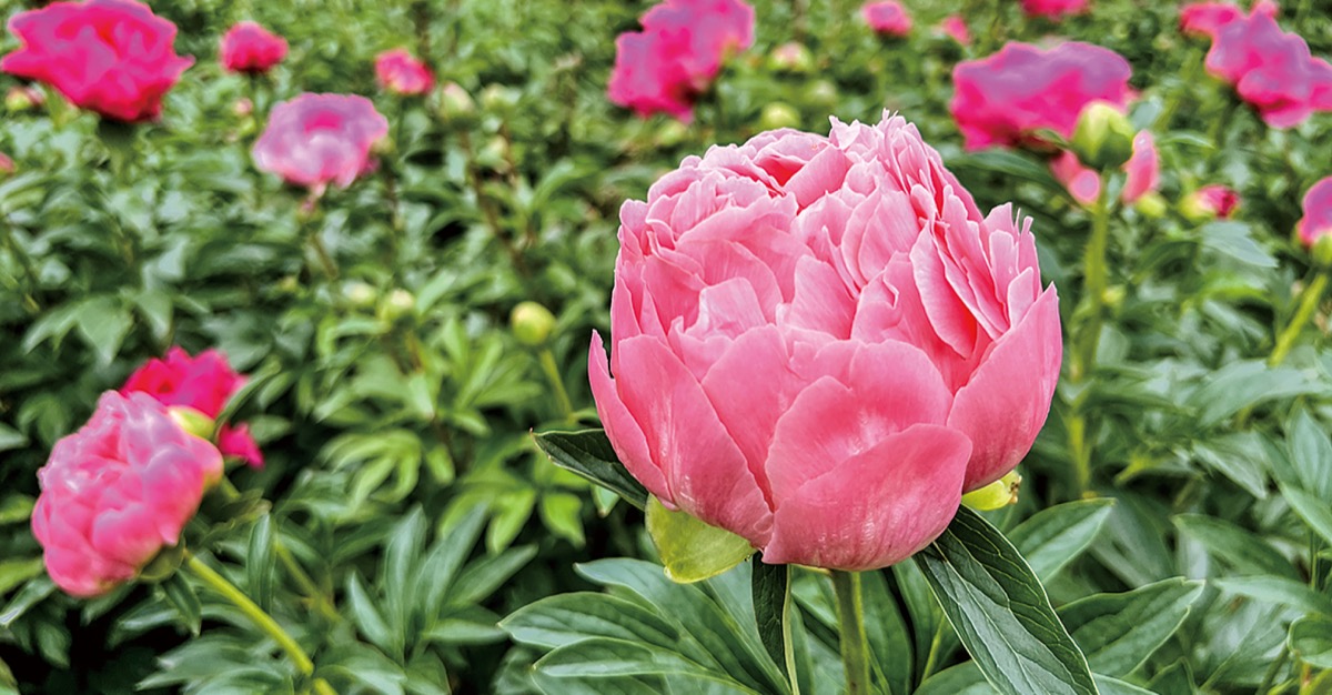 2025年　芍薬畑　確認用ページ 2025年 イベント】『平原シャクヤクガーデン』に咲く3万本の