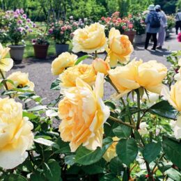 約1300品種＆2300株のバラが圧巻「ローズフェスティバル2024～春～」＠平塚市 花菜ガーデン
