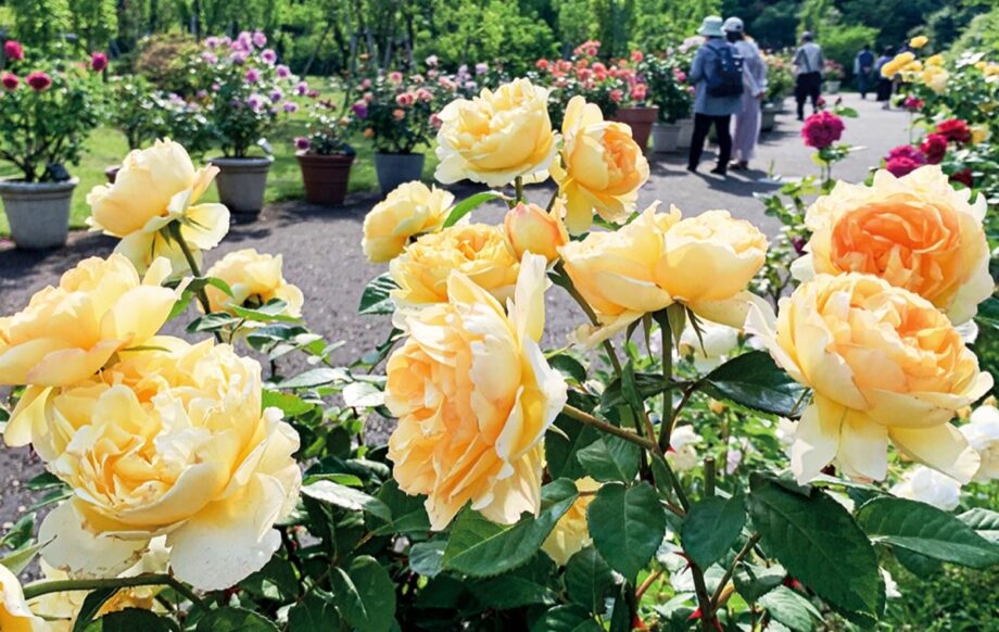 約1300品種＆2300株のバラが圧巻「ローズフェスティバル2024～春～」＠平塚市 花菜ガーデン