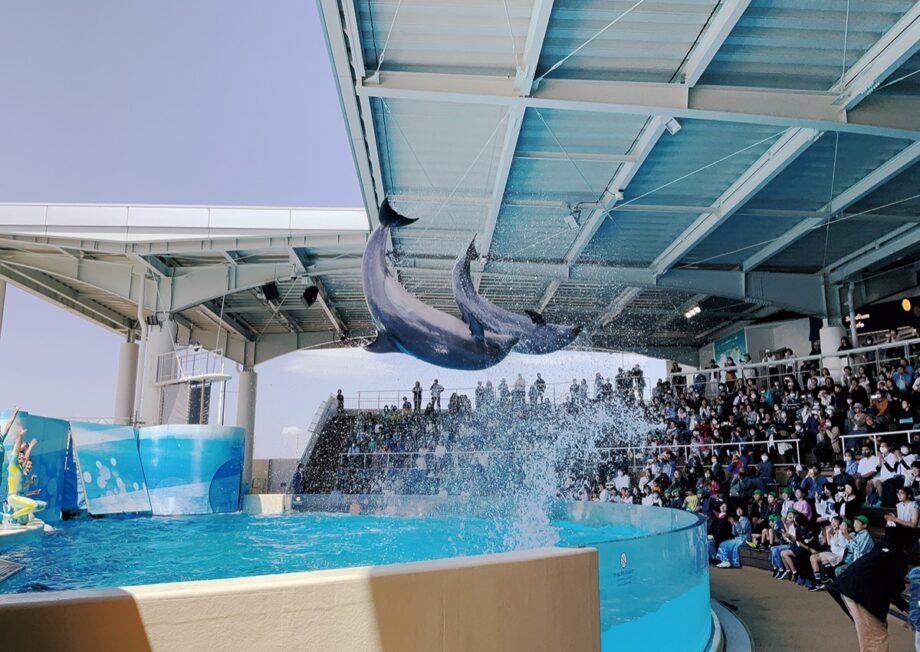 新江ノ島水族館『イルカショースタジアム、再開しました』20周年特別展も同時スタート