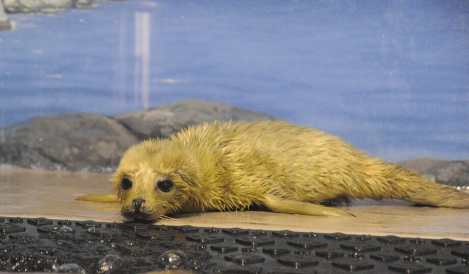 『キュンとくる愛らしさ 』新江ノ島水族館にアザラシの赤ちゃん