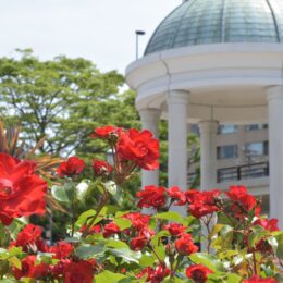 【入場無料】横須賀市ヴェルニー公園で約130種類1,300株のバラが見頃　
