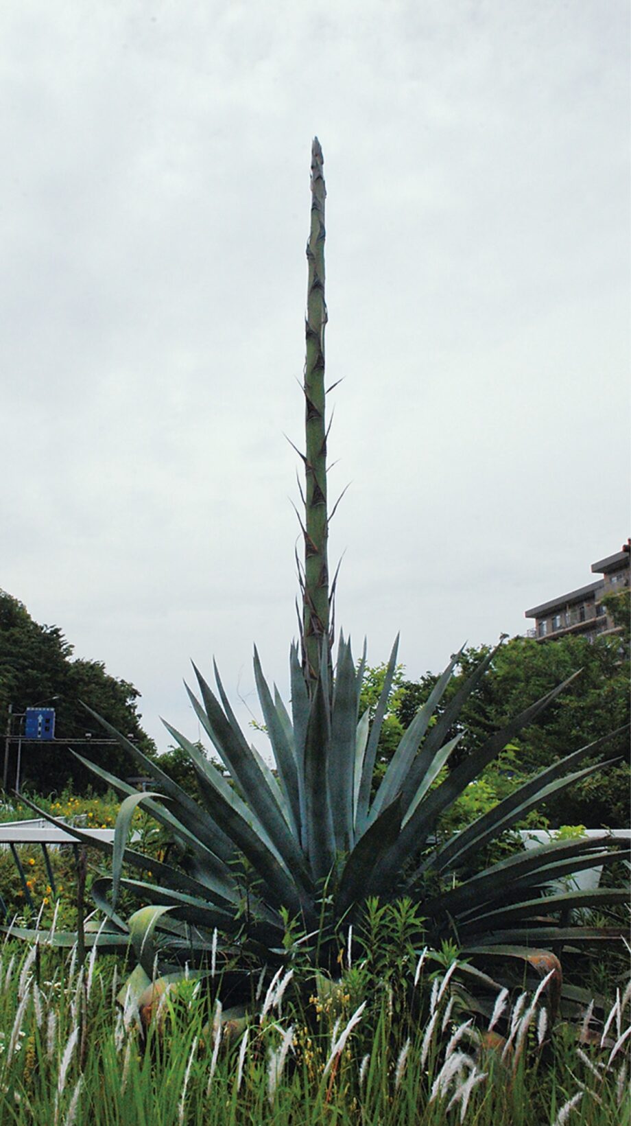 【ご近所情報】リュウゼツランか？環２「上永谷」に巨大植物＠横浜市港南区　