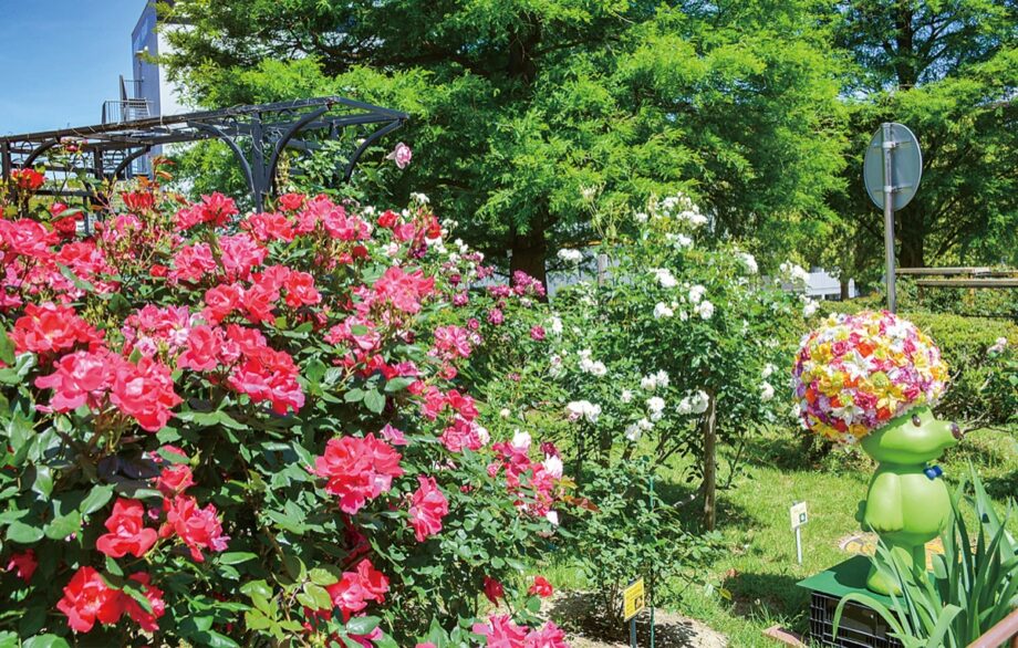 バラが見ごろ　約70種咲き誇る＠横浜市港南区　日野中央公園