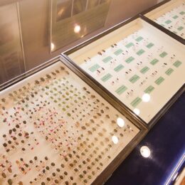 【横須賀市】自然・人文博物館で600匹の「カメムシ」標本が展示（観覧料無料）