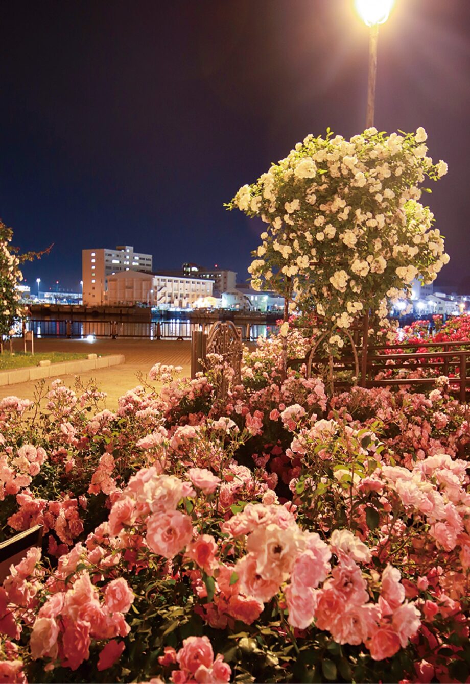 横須賀ヴェルニー公園で乙な”夜バラ”の観賞はいかがー。～ロマンチックな光景が6月上旬まで～